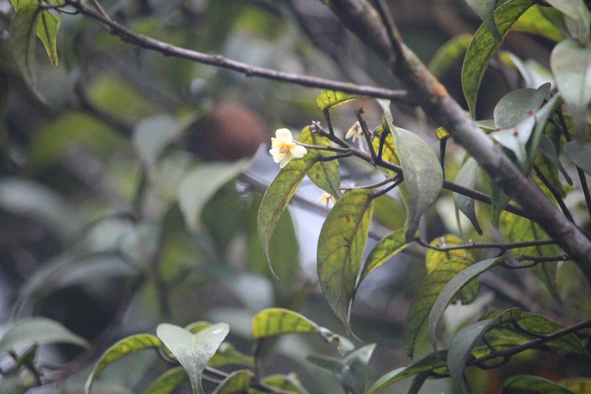 Stemonoporus cordifolius (Thwaites) Alston